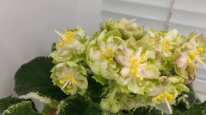 Фиалка ЛЕ-Дюшес