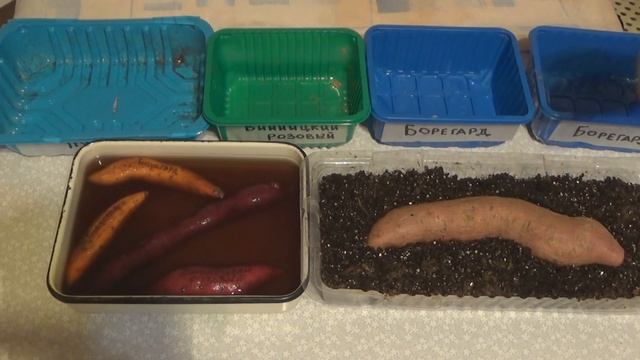 Посадка батата на рассаду. Как получить быстро и много рассады "сладкого картофеля". Сорта батата смотреть онлайн