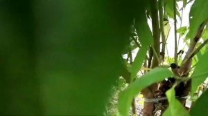 31 августа 2020 персик Хасанский созрел