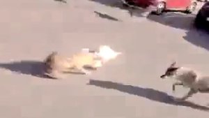 Волки в России