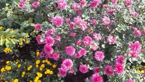 #дизайнсада  #хризантемы / Хризантемы в круглой клумбе