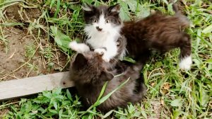 Милые котята играют вместе. Дружба выше всего .