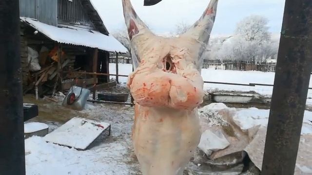 Разделка курдючного барана. Привес. Выгодно ли покупать барана или лучше дешевле купить на рынке? смотреть онлайн