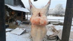 Разделка курдючного барана. Привес. Выгодно ли покупать барана или лучше дешевле купить на рынке?