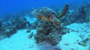 The Ocean 4K - Marine Life - Scenic Wildlife Film With Peaceful Relaxing Music - 4k Video UltraHD