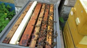 6 рамочный улей - отводку с отсаженной плодной маткой подставляю кормовой корпус