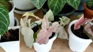 Syngonium pink กับ pink spot ต่างกันยังไง