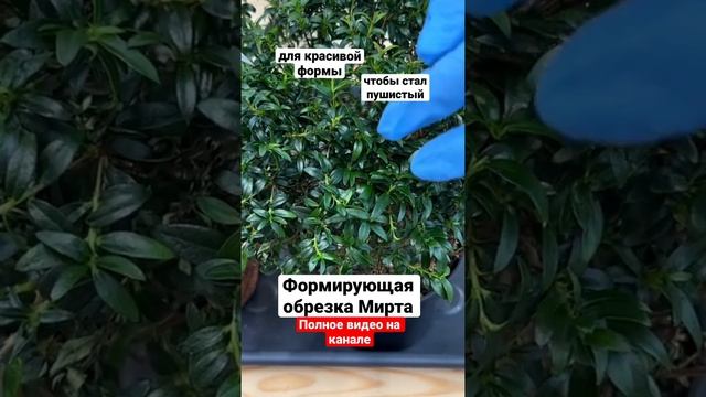 Мирт – формирующая обрезка смотреть онлайн