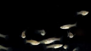 Гуппи Эндлера самки