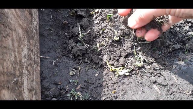 Посадка слишком пророщенных семян огурцов в открытый грунт.