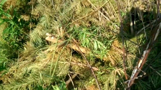 Влог. Отдых на даче летом с ребенком. Зажег костер. Отзыв об отдыхе на природе. смотреть онлайн