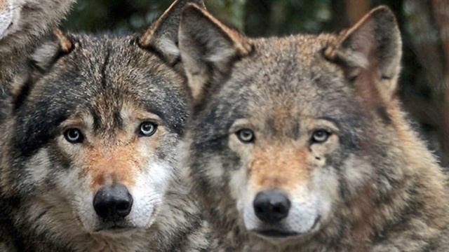 Козлик / Goat смотреть онлайн