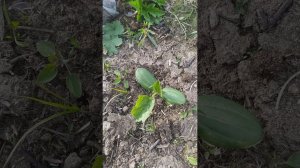 #огород Тыквы живы после сильных #заморозков и снегопадов благодаря препарату Биогидрис
