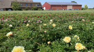 Пионы. Плантация