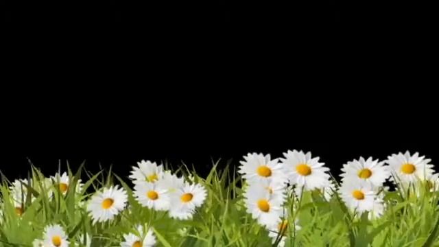 Футаж Цветочный Ромашки смотреть онлайн