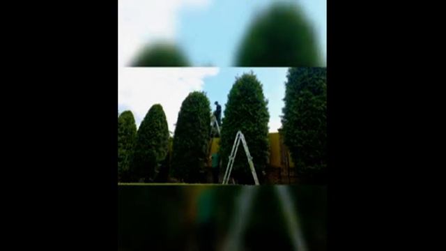 Обрезка туй на участке смотреть онлайн