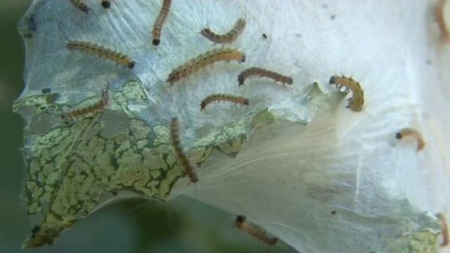 Белая американская бабочка в Туапсе смотреть онлайн