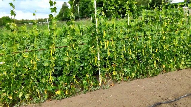 ☝?МОЯ ЛЮБИМАЯ ВЫСОКОРОСЛАЯ СПАРЖЕВАЯ ФАСОЛЬ МАРИ ГОЛД. СУПЕР УРОЖАЙ И ВКУС!!