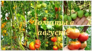 Полив томатов для налива плодов. Почему не  убираю пустые кисти. Вершинная  гниль и сладкие томаты.