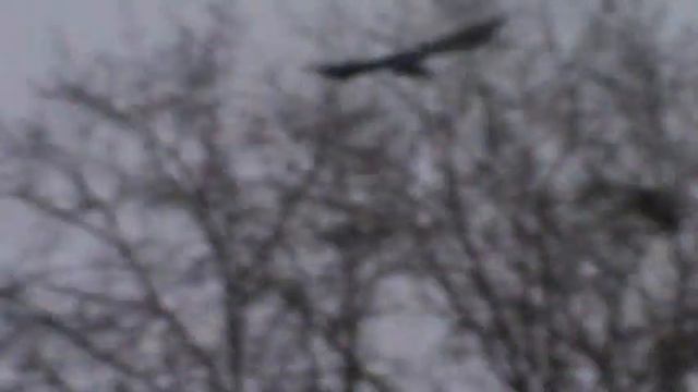 прогулка совы 2 смотреть онлайн