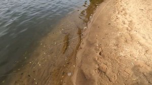На Оку со своим живцом. Ловля на резинку