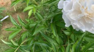 Paeonia Moonlit Snow (Krekler, 1978)- -канал ЮТУБ : ПІВОНІЇ - ВСЕ ПРО НИХ