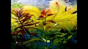 Перистолистник красностебельный (Myriophyllum heterophyllum). Растения в Аквариуме.