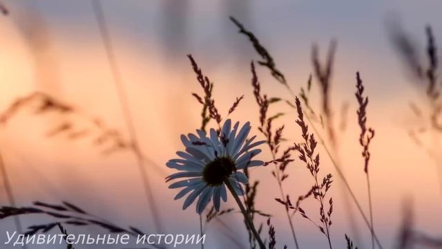 Вдова-мачеха бросила немую падчерицу в лесном болоте. Но спустя год всех ждал сюрприз... смотреть онлайн