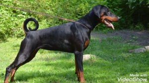 Немец против добермана и питбуль.Три в одном