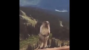 Орущий бобер и баба степан