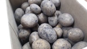 Заказ через интернет картофель Королева Анна, показываю, что прислали