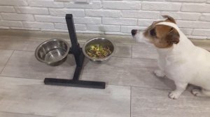 ДЖЕК РАССЕЛ терьер/Неуправляемая собака? ВЫДЕРЖКА джек рассел терьера/Dog patience test