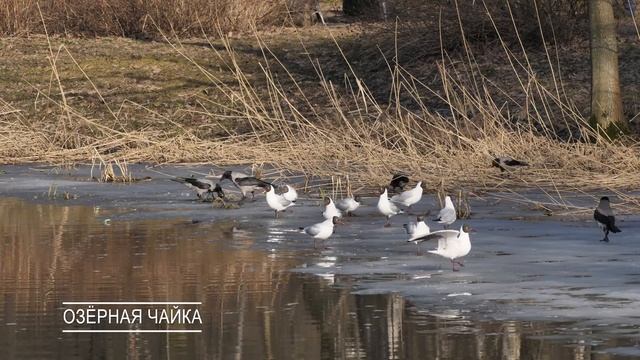 Как крохаль рыбу ловит? Водоплавающие птицы Москвы