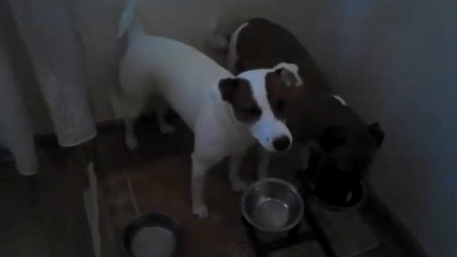 Джек Рассел Парсон Терьер. Кушают вместе. смотреть онлайн