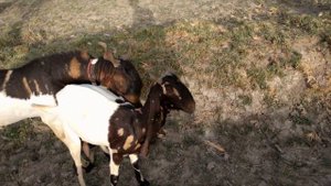 First time goat meeting video || Animals mating ||goats mating || goat breeding video