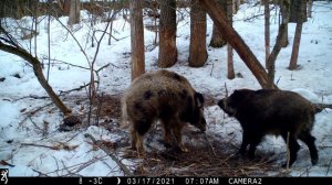 Клыкастый и пятнистый секач-соблазнитель.