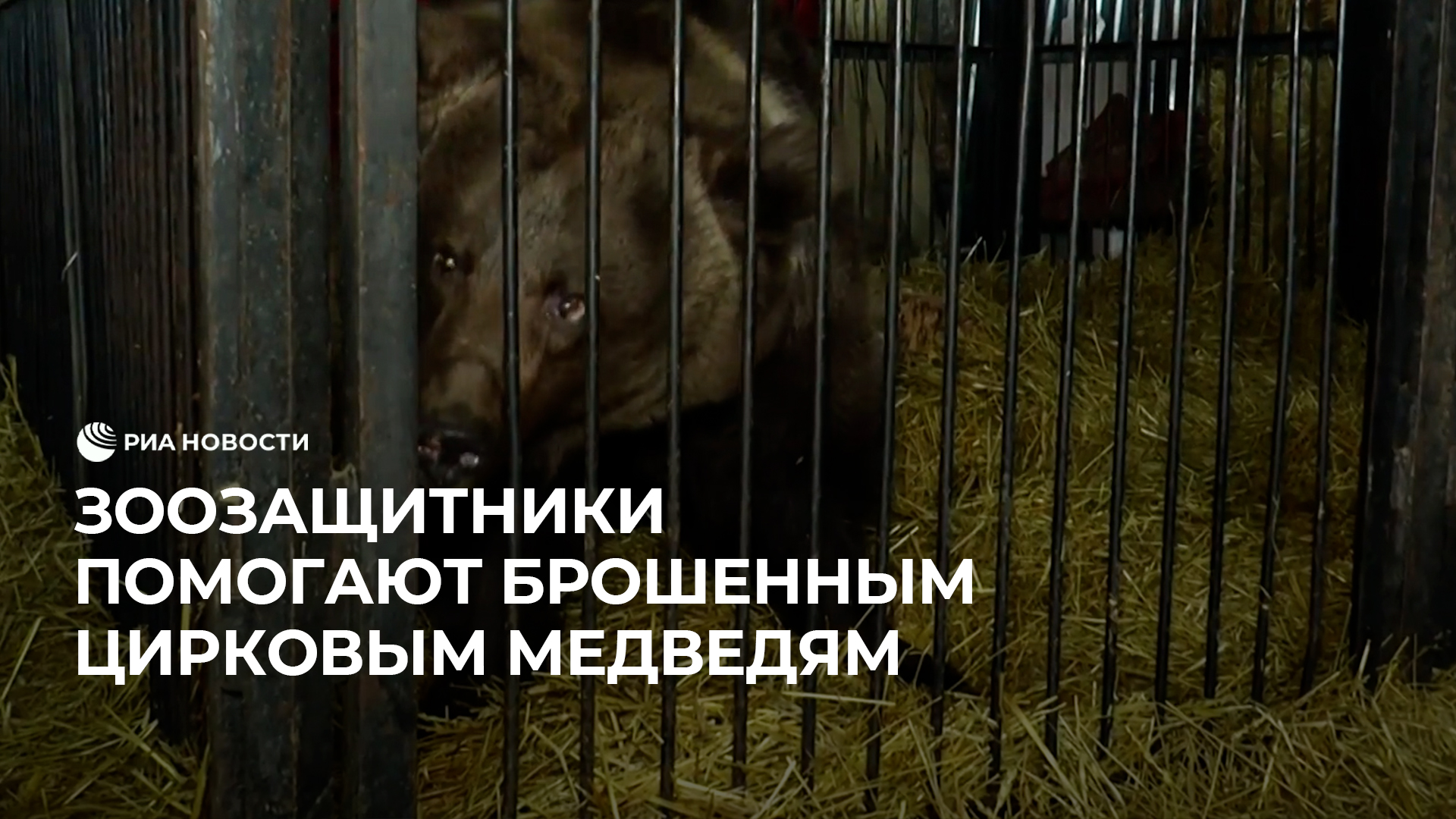 Зоозащитники помогают брошенным цирковым медведям