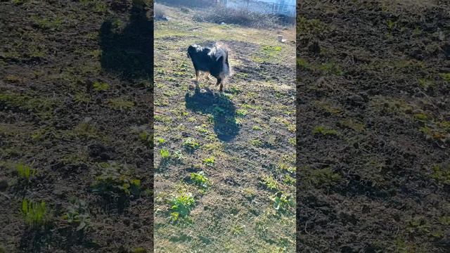 А вы знали, что собаки могут охотиться на крыс не хуже кошек 🐀