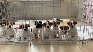 Щенки Джек Рассел терьера предлагаются к продаже