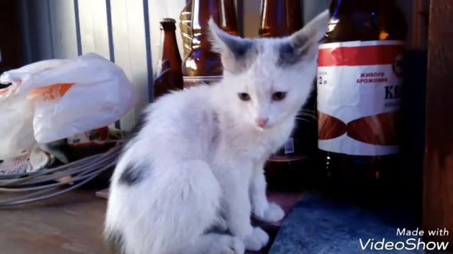 На даче у папиного друга! Милый котёнок Джери!!!