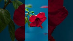 Гибискус китайский (Hibiscus sinensis)