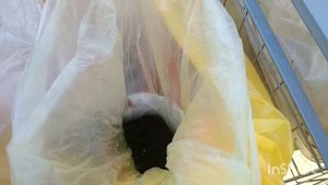 Быстрая всхожесть семян лука чернушки.