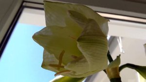 Гиппеаструм. Hippeastrum. Белый гиппеаструм цветёт.