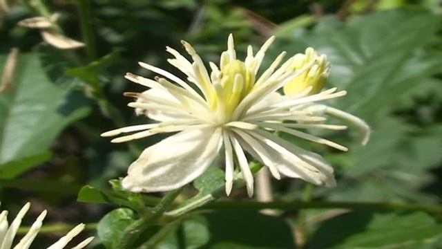 Clematis vitalba @ Fiori e piante della montagna bellunese 31.08.2015 смотреть онлайн