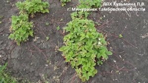 Земклуника Раиса 16 06 2023