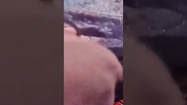 Как правильно пожарить мраморную говядину#мраморнаяговядина#какжаритьговядину#еда#готовимговядинуна
