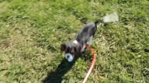 Первая прогулка. Приучаем щенка к туалету на улице.