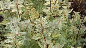 Спирея ? Топ самых интересных сортов❗ Уход и выращивание ?