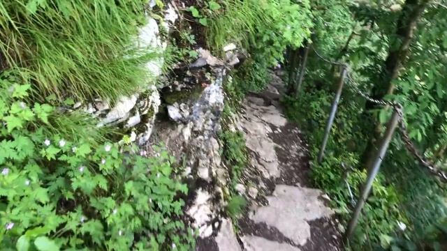 ?Реликтовый лес который мы теряем... Поездка в Тисо Самшитовую рощу в Сочи 2019