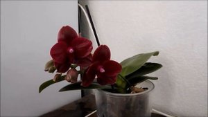 АРОМАТНАЯ орхидея СОГО РЕЛЕКС уход, полив, цветение